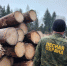 Старый лес под Солнечногорском готовят к обновлению - Regions.Ru